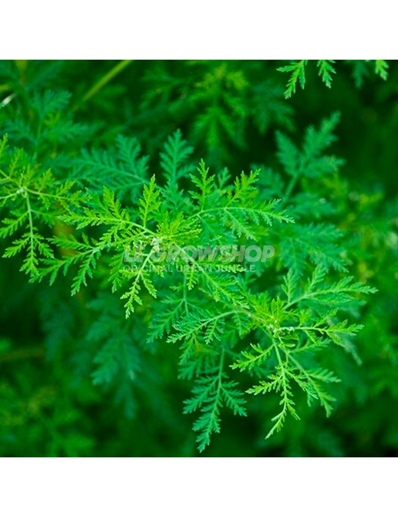 Sitemapcdatahttpsmodeinf Inetcomkokopelli Artemisia Annua